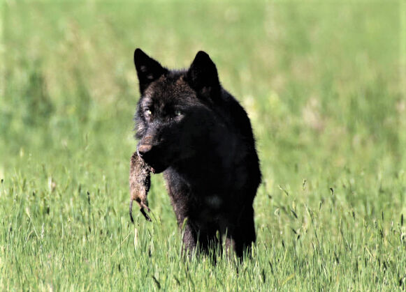 Wolf